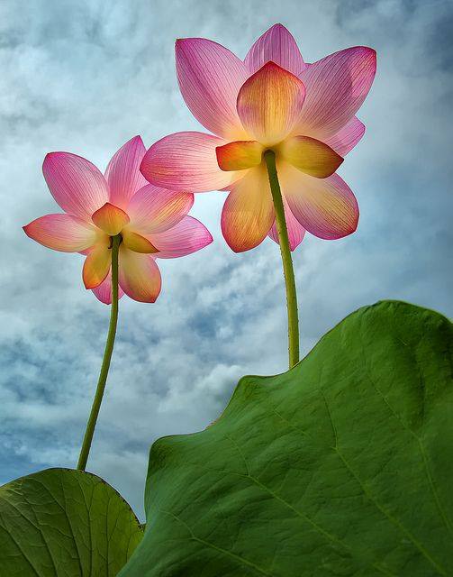 14034764_1155001514543237_5189712213559165038_n